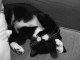 ella kitten photos cat photos gallery cute black and white fluffy playfull pose on sofa